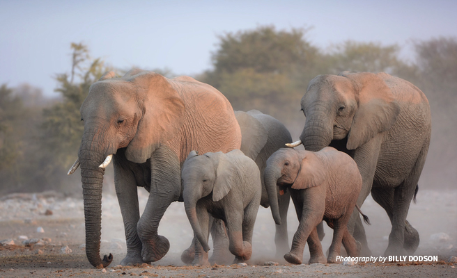 Photo of an African elephant family walking in a dusty wild landscape 