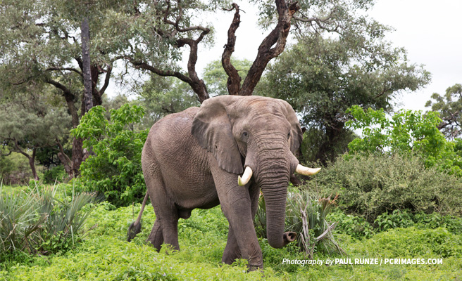Photo of an adult elephant in lush grassland in Botswana