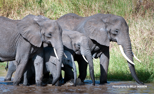 Photo of a small herd of elephants drinking water