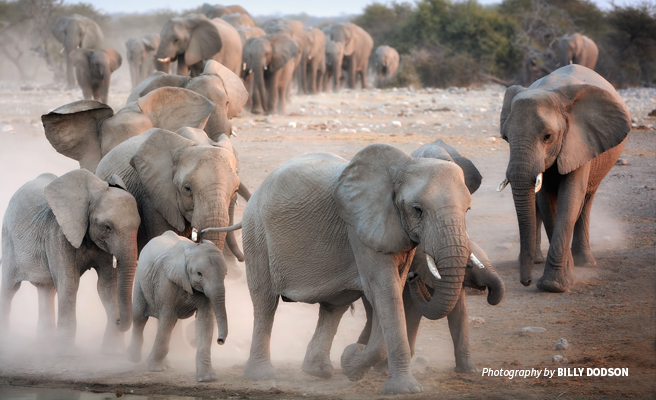Photo of herd of African elephants in dusty savannah landscape