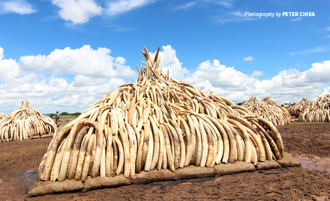 Photo of illegal elephant tusk stockpile before ivory burn event in Kenya