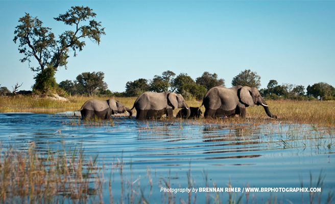 Photo of small herd of elephants on Zambezi River at Kazungula