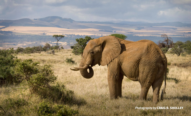 Photo of a lone elephant in semi-arid landscape in Samburu