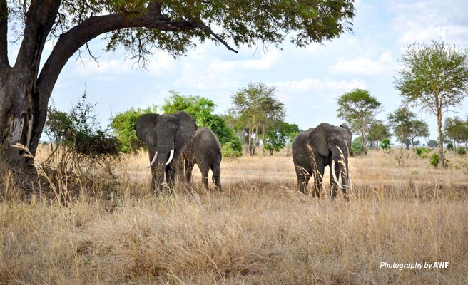 Photo of three elephants grazing in Kilombero