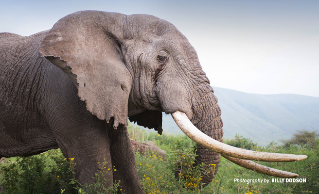 Close-up photo of adult African elephant in shrubs