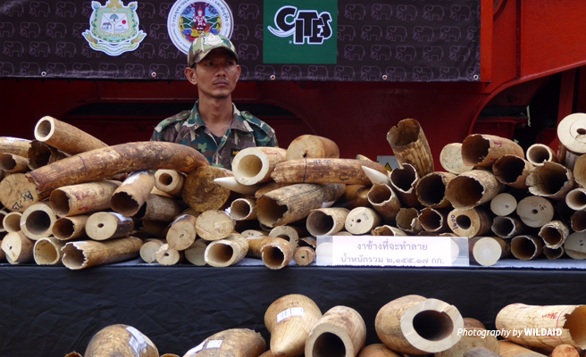 Photo of security officer overlooking confiscated elephant ivory pieces before ivory burn event in Thailand