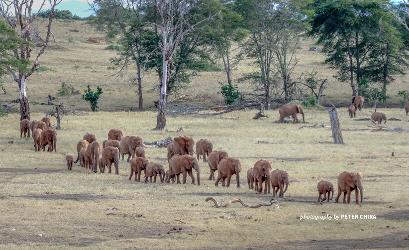 Photo of large herd of elephants crossing open savannah grassland in Tsavo landscape