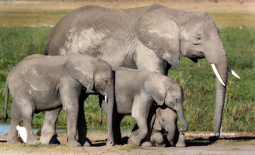 Poaching of elephants for the ivory trade threatens populations across the African continent Photo of adult African elephant with three young African elephants in Botswana