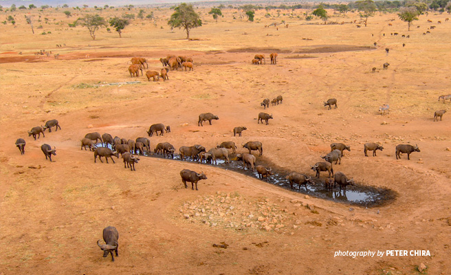 Aerial photo of elephant and buffalo at watering hole in transboundary Tsavo landscape Aerial photo of elephant and buffalo at watering hole in transboundary Tsavo landscape