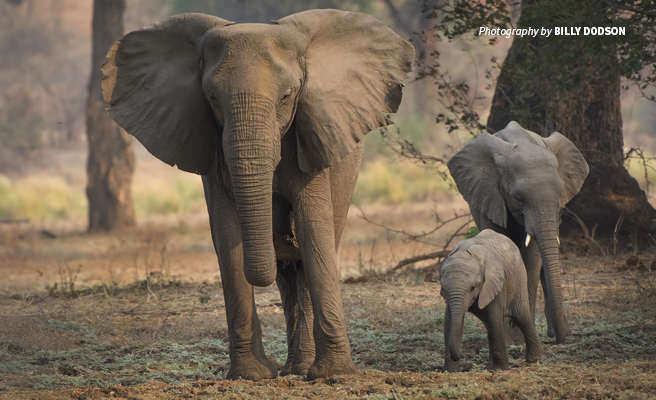 Photo of adult African elephant without tusks with two baby elephants