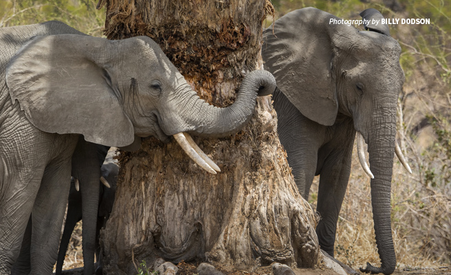 Photo of two African elephants with small tusks