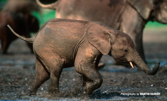 Forest elephant calf in protected area of Central Africa Forest elephant calf in protected area of Central Africa