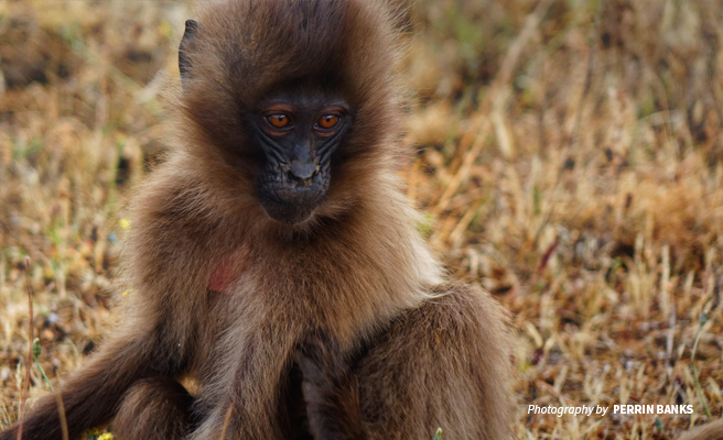 Close-up photo of a baby gelada in Ethiopian highlands