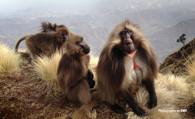 Photo of small herd of gelada monkeys with Ethiopian highlands