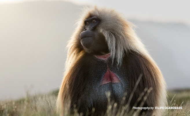 Gelada monkeys are one of Ethiopia's iconic wildlife species found in the Simien Mountains National Park Close-up photo of gelada monkey in Ethiopia highlands