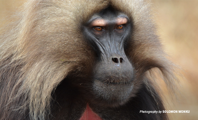Close-up photo of a gelada baboon in the Simien Mountains landscape in Ethiopia