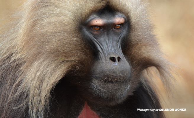 Close-up photo of a gelada baboon in the Simien Mountains landscape in Ethiopia Close-up photo of a gelada baboon in the Simien Mountains landscape in Ethiopia