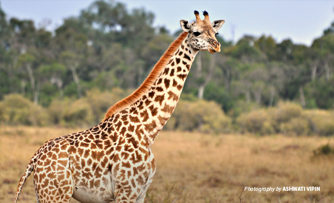 Close-up photo of a young Maasai giraffe in Kenyan savanna landscape