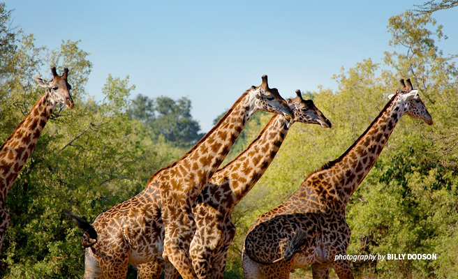 Photo of four adult giraffes browsing lush foliage in Manyara Ranch in Tanzania