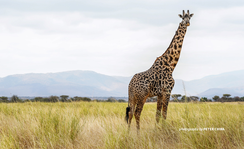 Manyara Ranch, which AWF manages and where we work in partnership with local communities, is an important giraffe habitat Photo of lone giraffe standing in open savanna grassland in Manyara Ranch conservancy