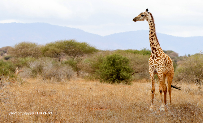 Photo of young giraffe in dry savannah grassland in Tsavo wildlife area in Kenya