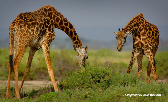 Photo of two Maasai giraffes bending down to forage in savanna grassland 