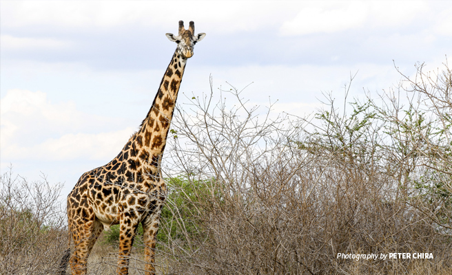 AWF works with communities in the Tsavo-Mkomazi landscape to restore and protect giraffe habitat Photo of lone Maasai giraffe in Tsavo savanna grassland in Kenya