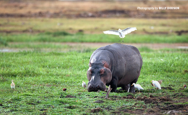 Photo of lone hippo grazing in lush African grassland