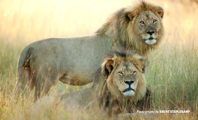 Cecil the lion and Jericho in Zimbabwe Cecil the lion and Jericho in Zimbabwe