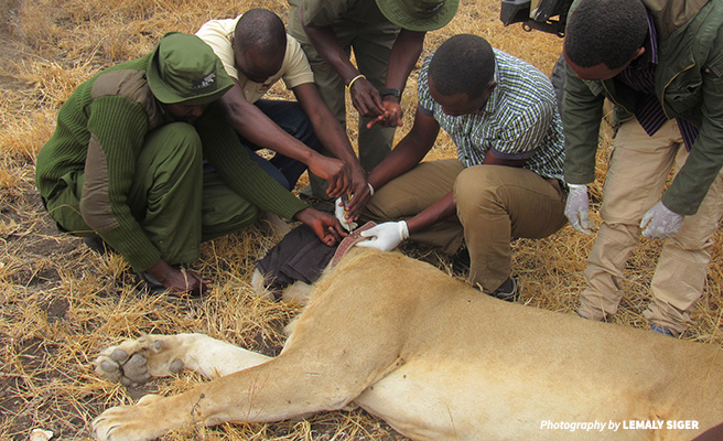 Image of rangers and scientists collaring a lion