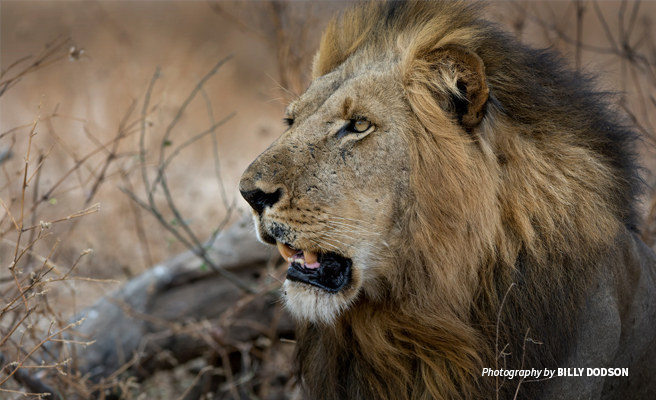 Close-up photo of a male African lion with dark mane