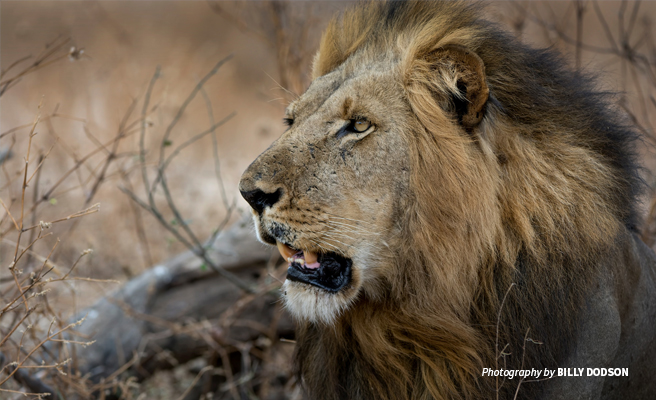 Close-up photo of a male African lion with dark mane Close-up photo of a male African lion with dark mane