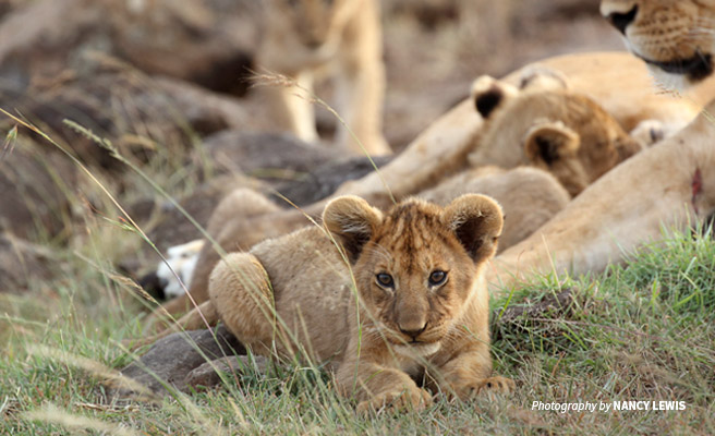 Close-up photo of lion cub in a pride Close-up photo of lion cub in a pride