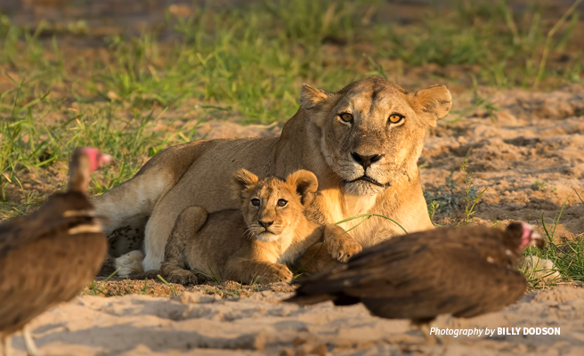 Photo of lion cub and lioness looking at guinea fowls in dusty savannah grassland