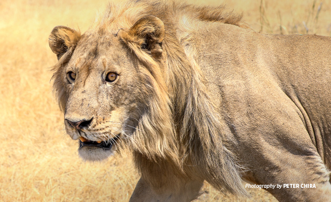 Close-up photo of adult lion in Manyara Ranch Conservancy Close-up photo of adult lion in Manyara Ranch Conservancy
