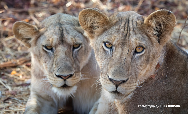 Close-up of two lions in Ruaha National Park