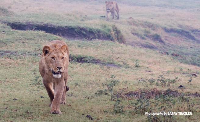Photo of two lions in open grassland in Botswana Photo of two lions in open grassland in Botswana