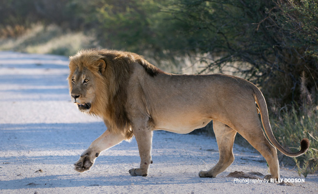 Photo of lone male lion in Namibia