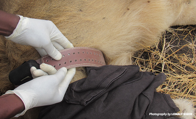 Close up image of a radio collar on a lion's neck