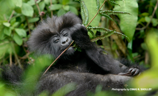 Close-up photo of infant mountain gorilla feeding with mother in forested habitat in Virunga mountains