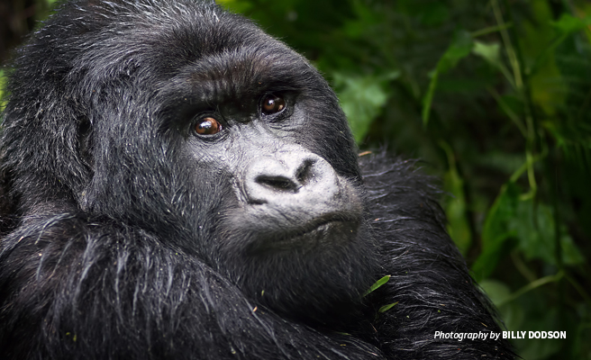 Close-up photo of adult mountain gorilla in forested landscape
