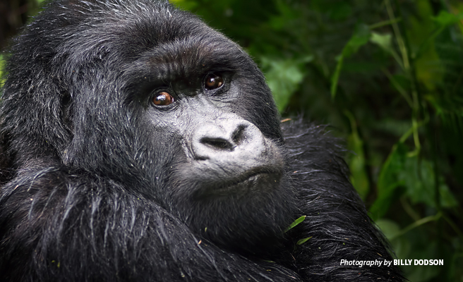 Close-up photo of adult mountain gorilla in forested landscape Close-up photo of adult mountain gorilla in forested landscape