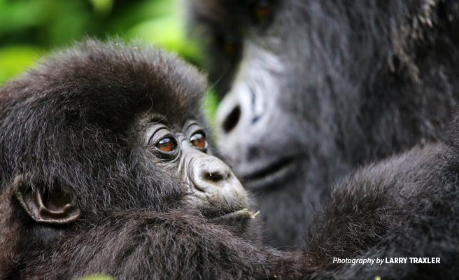 Close-up photo of baby mountain gorilla with adult mountain gorilla in background