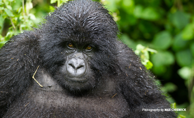 Photo of a lone adult mountain gorilla in the Virunga mountains landscape