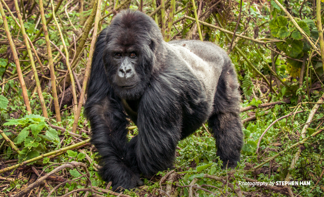 Photo of adult silverback mountain gorilla in natural forest habitat in Volcanoes National Park