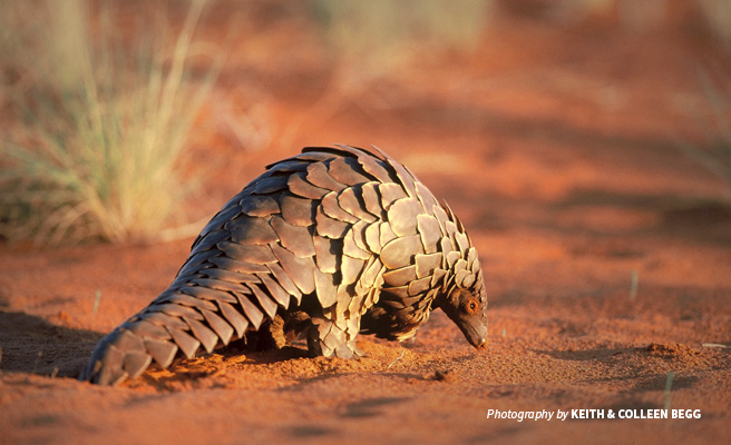 Photo of lone ground pangolin in southern Africa