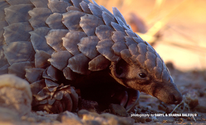 Close-up photo of pangolin in African savannah habitat Close-up photo of pangolin in African savannah habitat