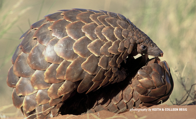 Close-up photo of a rolled-up pangolin in southern Africa