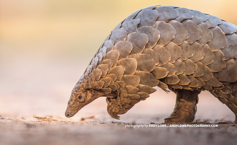 Photo of a pangolin in dry savannah landscape in Africa