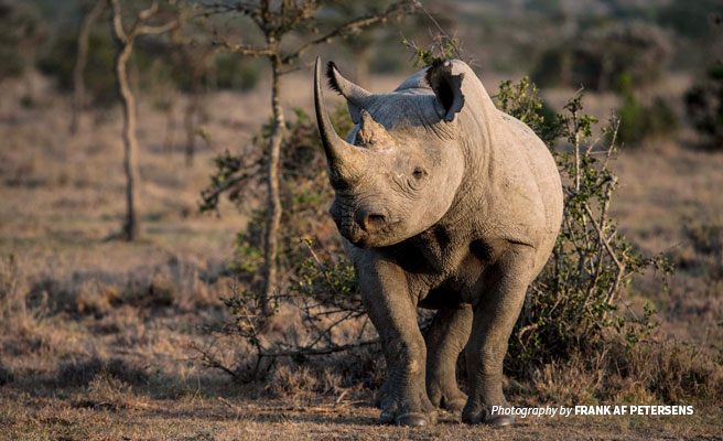 Black rhino at Ol Pejeta Conservancy in Kenya